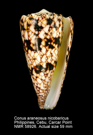 Conus araneosus nicobaricus.jpg - Conus araneosus nicobaricusHwass,1792